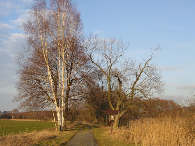 Jetzt nicht mehr.. jetzt fahren wir diese hbsche Alee entlang, durch ein Naturschutzgebiet "Weidenauer Moor"